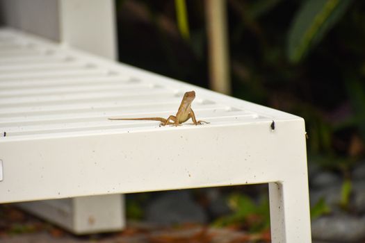 A Small Reptile Sitting on a White Lounge Chair in a Tropical Location