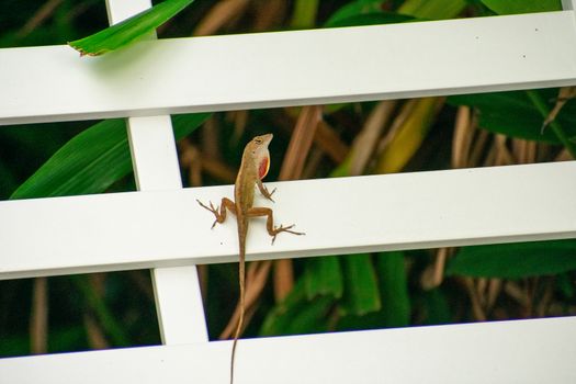 A Small Reptile Sitting on a White Lounge Chair in a Tropical Location