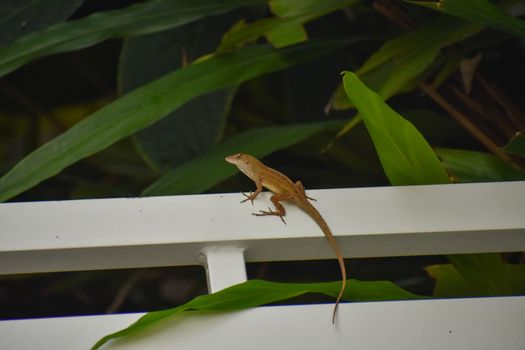 A Small Reptile Sitting on a White Lounge Chair in a Tropical Location