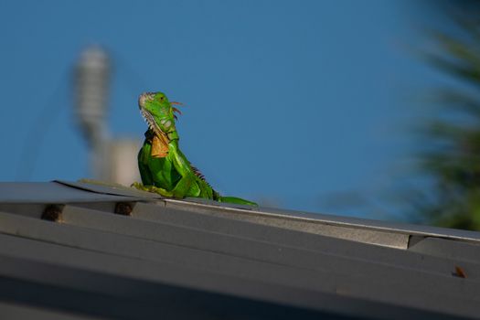 A Large Green Iguana Sunbating on a Metal Roof in a Tropical Location