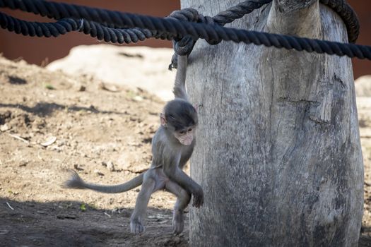 A baby Hamadryas Baboon playing on a wooden structure