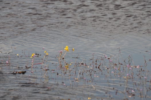 golden bladderwort or Utricularia aurea at Lake Thale Noi Waterfowl Reserve, Khuan Khanun, Thailand