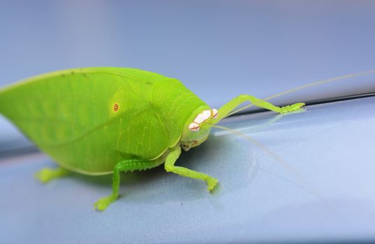 Pseudophyllus titans or giant leaf katydid (giant leaf bug) ** note select focus with shallow depth of field