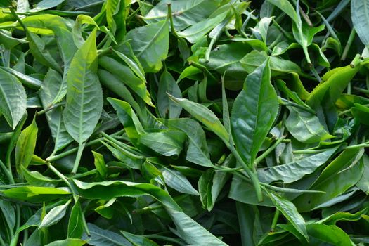 Tea production starts with plucking. Plucking requires a defined bud leaf configuration called a plucking standard. The first step in making a quality tea requires adherence to the plucking standard.