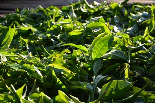 Tea production starts with plucking. Plucking requires a defined bud leaf configuration called a plucking standard. The first step in making a quality tea requires adherence to the plucking standard.