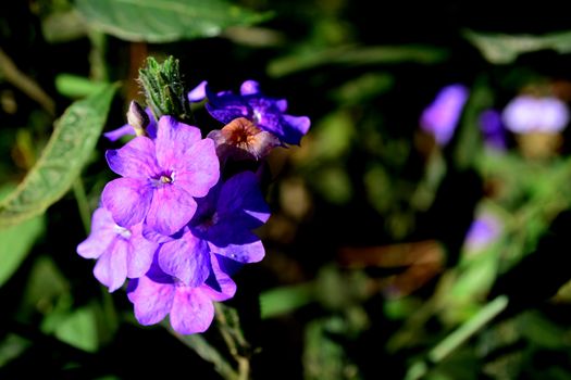 Blue Eranthemum or Eranthemum pulchellum, common name: blue sage, Death Camas