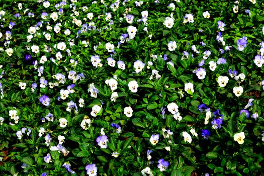 heartsease or Viola tricolor, Johnny Jump up, yellow pansy, heart's ease, heart's delight, tickle-my-fancy, Jack-jump-up-and-kiss-me, come-and-cuddle-me, three faces in a hood, love-in-idleness