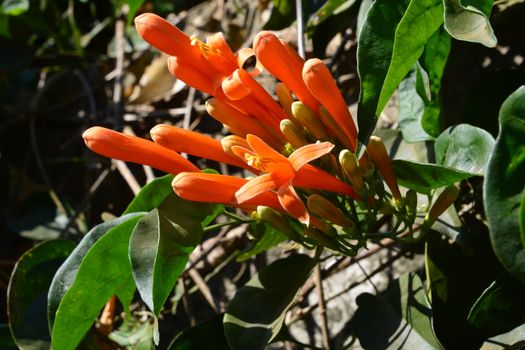 Orange trumpet, Flame flower, Fire-cracker vine 