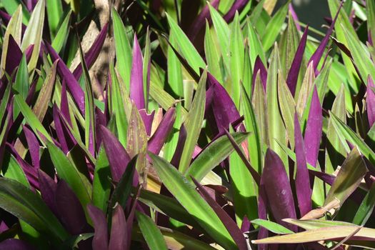 Tradescantia spathacea, the boatlily or Moses-in-the-cradle, is a herb in the Commelinaceae family  It is native to Belize, Guatemala, and southern Mexico