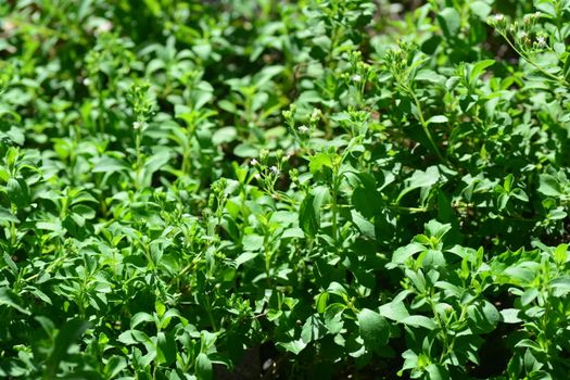 Stevia rebaudiana is a plant species in the genus Stevia of the sunflower family (Asteraceae), commonly known as candyleaf,sweetleaf, sweet leaf, or sugarleaf.