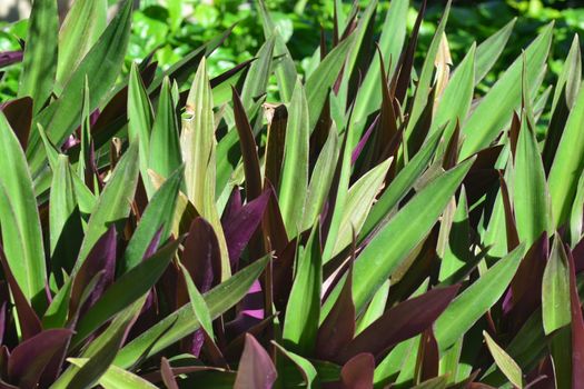 Tradescantia spathacea, the boatlily or Moses-in-the-cradle, is a herb in the Commelinaceae family  It is native to Belize, Guatemala, and southern Mexico