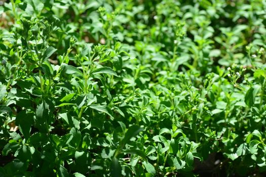 Stevia rebaudiana is a plant species in the genus Stevia of the sunflower family (Asteraceae), commonly known as candyleaf,sweetleaf, sweet leaf, or sugarleaf.