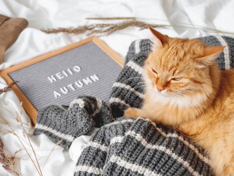 Cute ginger cat and letter board with season greeting HELLO AUTUMN. Crumpled textile background with dried grass, knitted sweater and warm outfits. Fluffy pet at cozy home.