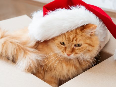 Cute ginger cat lies in box with Christmas and New Year decorations on wooden background. Fluffy pet with red Santa Claus hat. Fuzzy domestic animal during winter holiday preparation.