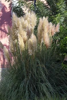 pampas feather placed on a garden in summer