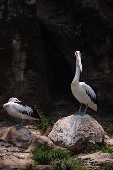 Large white pelicans are animals that live in groups in swamps or shallow lakes, have long beaks and large throat pockets. Breed from southeastern Europe, Asia and Africa