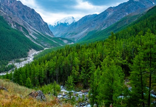 Thick coniferous flock on the banks of the mountain river Maashey in the Altai Republic.