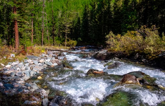 Mountain river in the forest in the Altai Republic.
