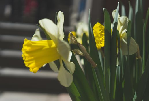 Low-contrast image of flowering daffodils in Sunny weather