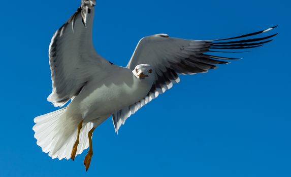 White sea gull in the background of blue sky.