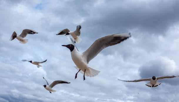 A flock of blue-and-white gulls with black heads against a cloudy sky.