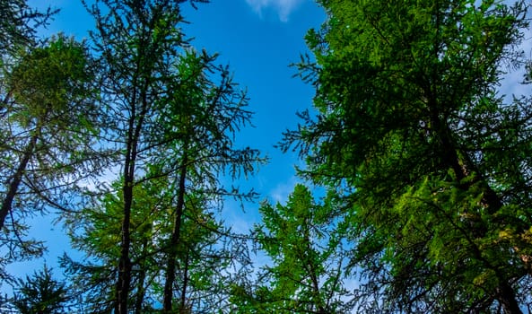 View of the blue sky through the branches of a coniferous forest in the Altai Republic.