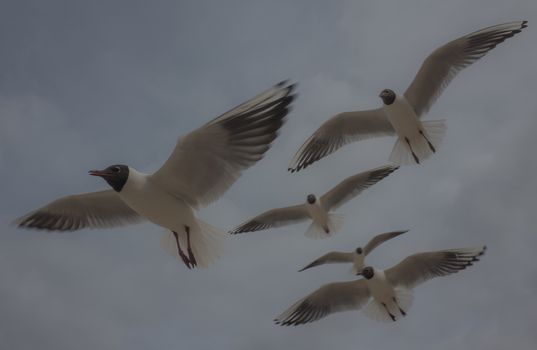 A flock of blue-and-white gulls with black heads against a cloudy sky.