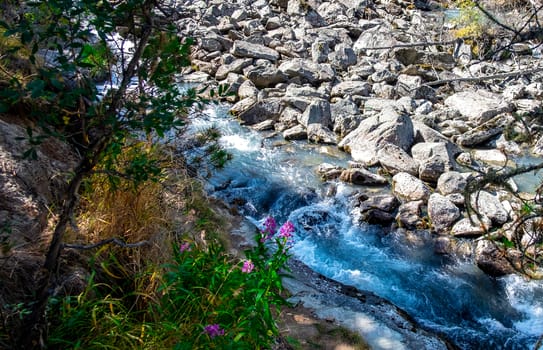 Scarlet flowers on the Bank of a stormy mountain river in the Altai Republic.