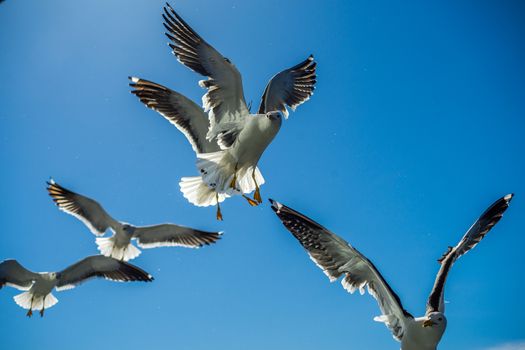 White sea gulls in the background of blue sky.