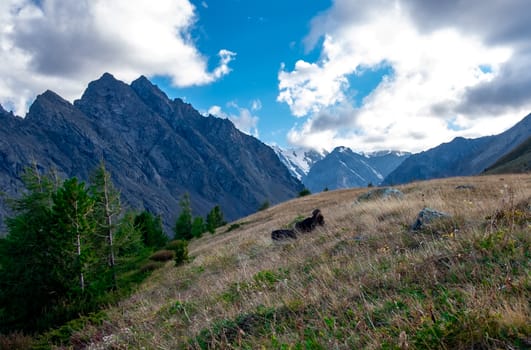 Mountain plateau in clear weather in the Altai Republic.
