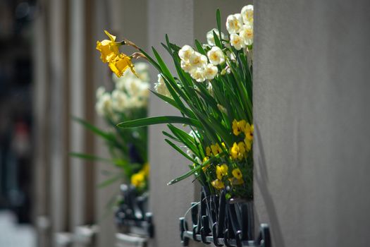 White and yellow daffodils on a window of a house in an old European city.