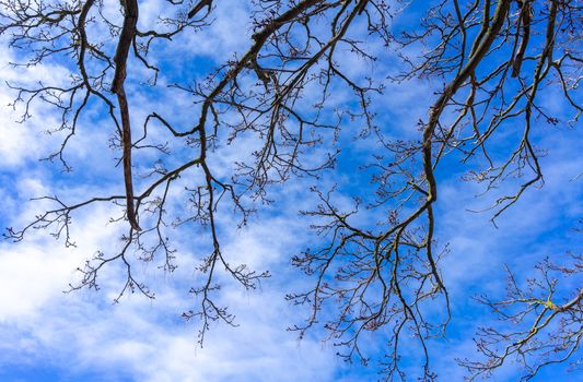 Clouds in a blue clear sky and tree branches