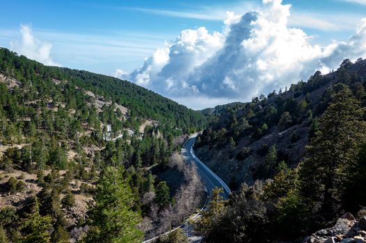 Asphalt road among Lebanese cedars in a mountain forest in the central part of the island of Cyprus;