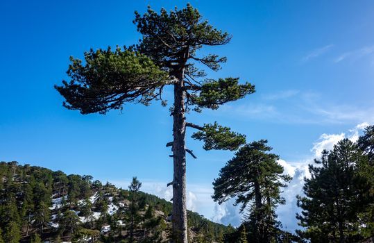 Lebanese cedars in a mountain forest in the central part of the island of Cyprus;