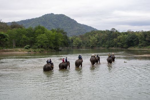 Luang Prabang, Laos December 2011: tourists riding the back of an elephant wading through the river