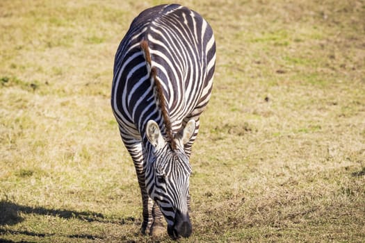 A black and white Zebra eating green grass in an open field