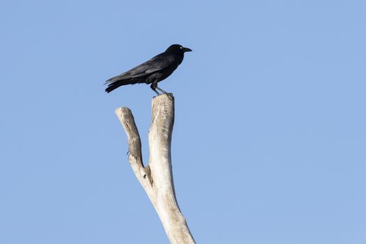 A black Crow standning on a dead tree branch with blue sky background
