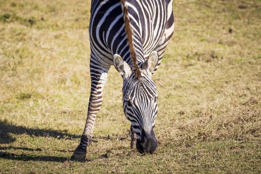 A black and white Zebra eating green grass in an open field