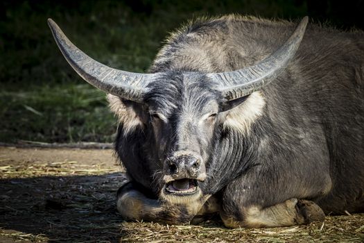 A black Water Buffalo with large horns sitting on the ground