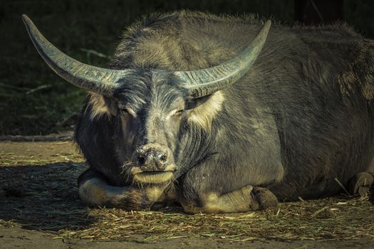 A black Water Buffalo with large horns sitting on the ground