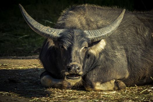 A black Water Buffalo with large horns sitting on the ground