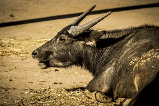 A black Water Buffalo with large horns sitting on the ground