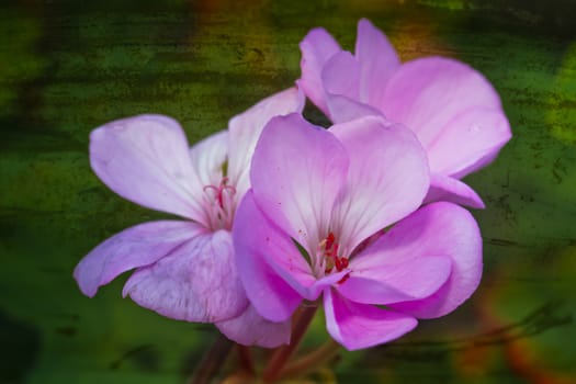 A blossoming pink flower with a long stem on a green background