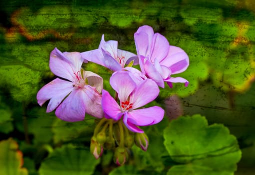 A blossoming pink flower with a long stem on a green background