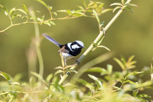 A blue faced male Superb Fairy-Wren sitting on a green branch