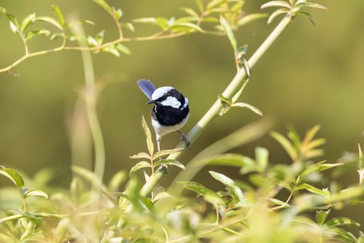 A blue faced male Superb Fairy-Wren sitting on a green branch