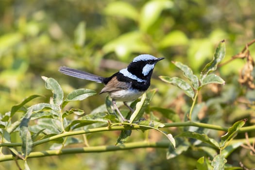 A blue faced male Superb Fairy-Wren sitting on a green branch