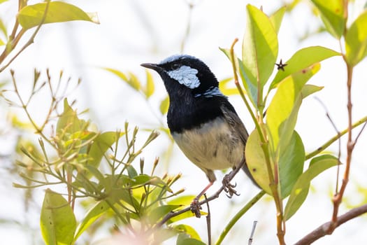 A blue faced male Superb Fairy-Wren sitting on a green branch