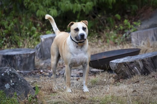 A brown and white short haired dog in a garden