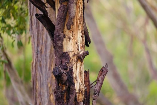 A brown tree trunk with burnt black bark in a green forest